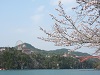 桜が満開の恵那峡（岐阜県）