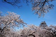 桜満開の鶴ヶ城公園