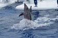 京都水族館