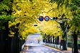 奈良-天理イチョウ並木
