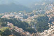 吉野山の山桜の風景