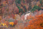 紅葉が美しい苗場の風景