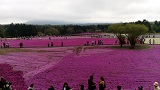 富士芝桜まつり