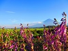 富士山と河口湖の大石公園