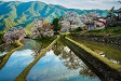 三多気の桜（三重県津市）