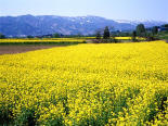 飯山市の菜の花畑