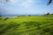 日本平のお茶畑