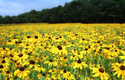 山中湖の花の都公園